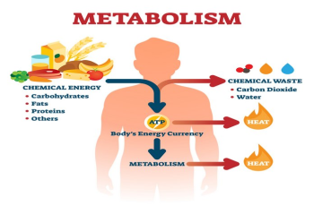 How to speed up your metabolism?