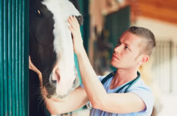 Woman thinks she bought horse – when vet sees it he says “Do you know what this is?”