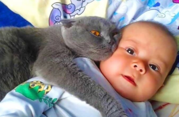 Cat Won’t Allow Baby to Sleep Alone: When Parents Discover The Reason Why They Call the Police