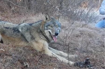 After finding a wolf in the coyote trap, a man does something shocking